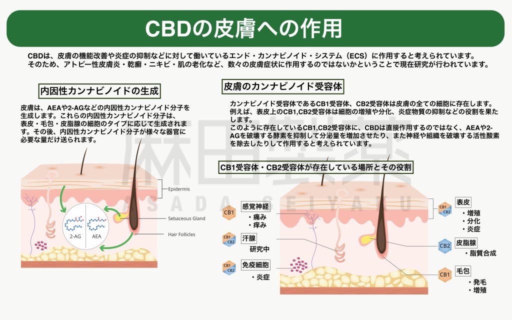 潜在的なリスクと副作用